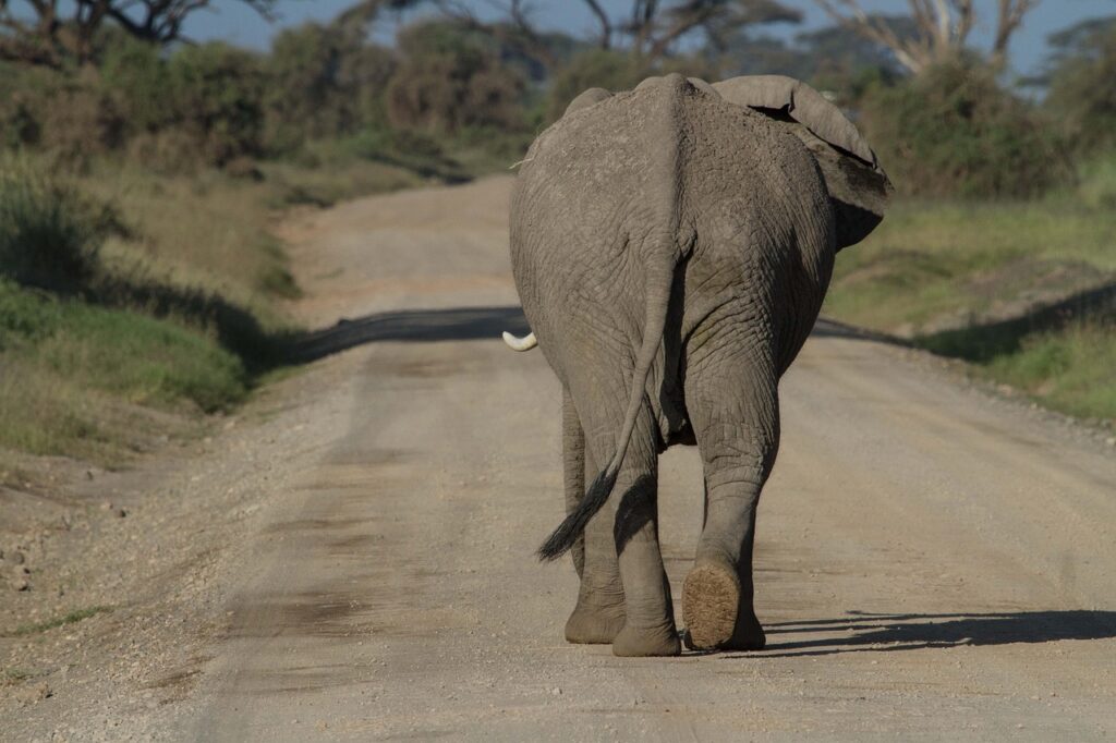Elephant walking its way