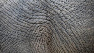 Elefantenhaut, Elephant skin
