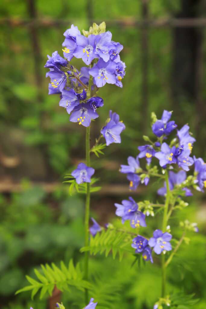 Jacob's Ladder, Himmelsleiter, Polemonium