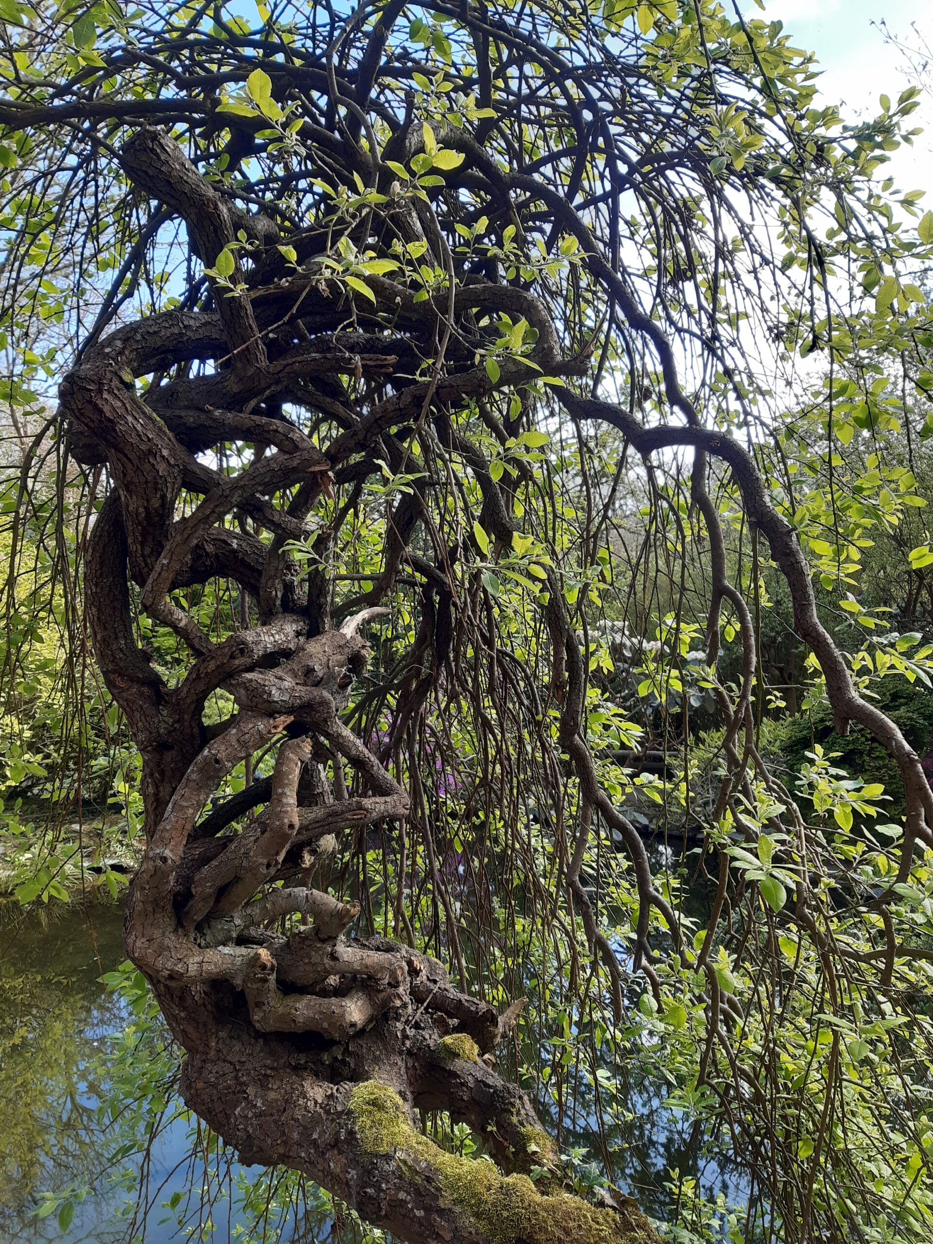 Japanese Garden St Mawgan, Cornwall