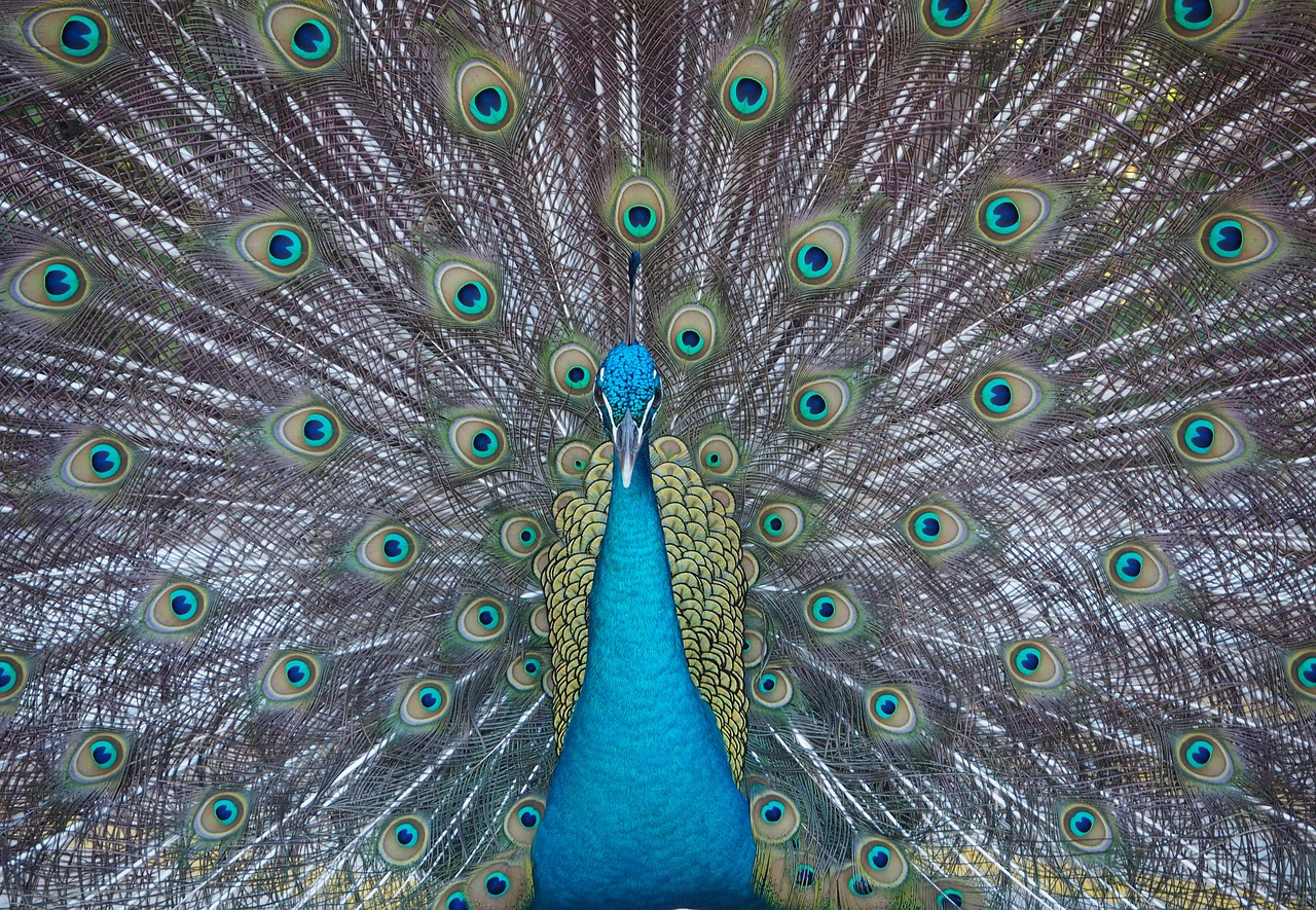 Sternbild Kassiopeia