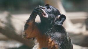 Little monkey