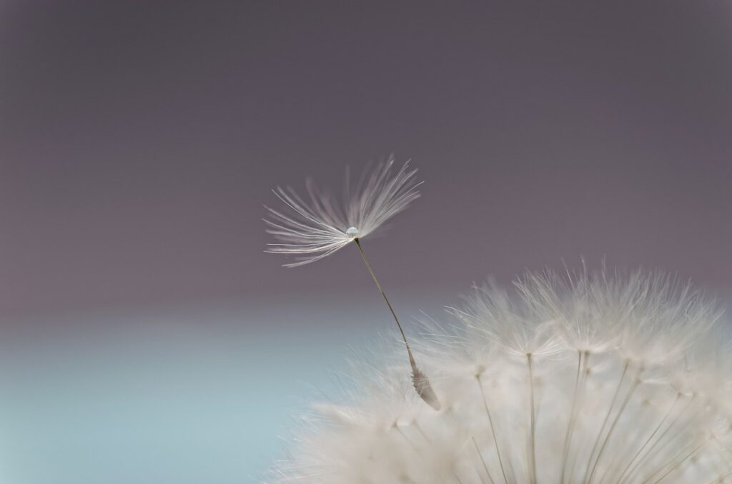 Dandelion