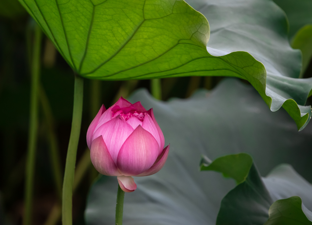 No mud, no Lotus