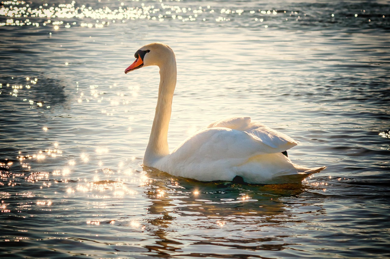 Sternbild Schwan