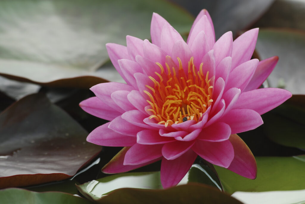 Lotos Flower open