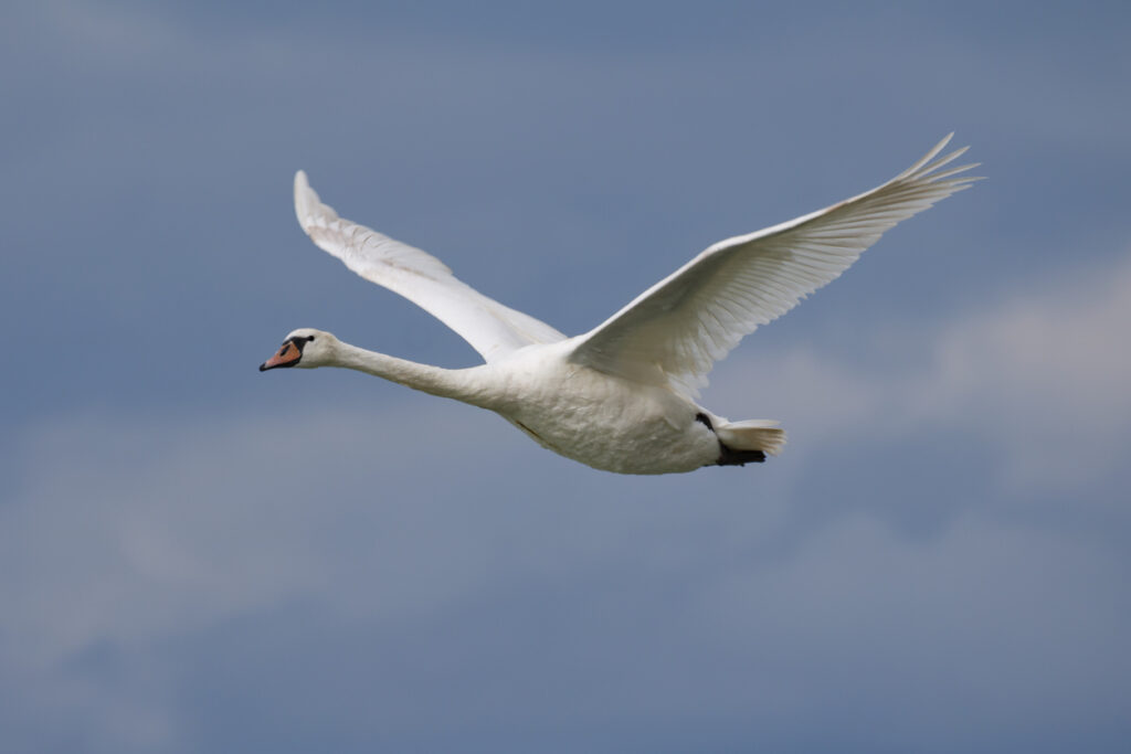 White swan flying