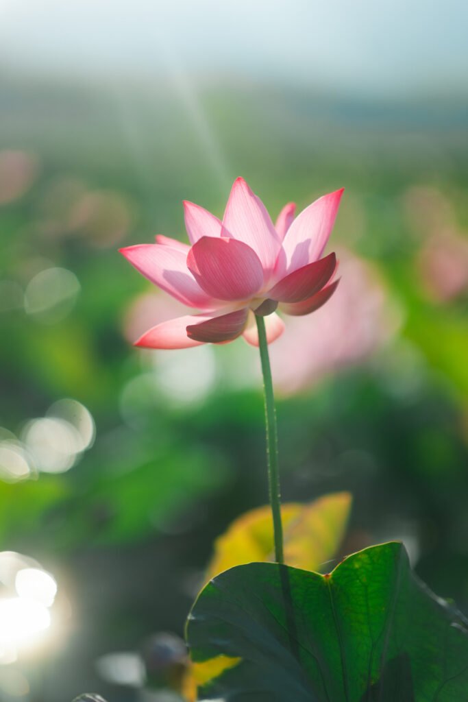 Lotos Flower