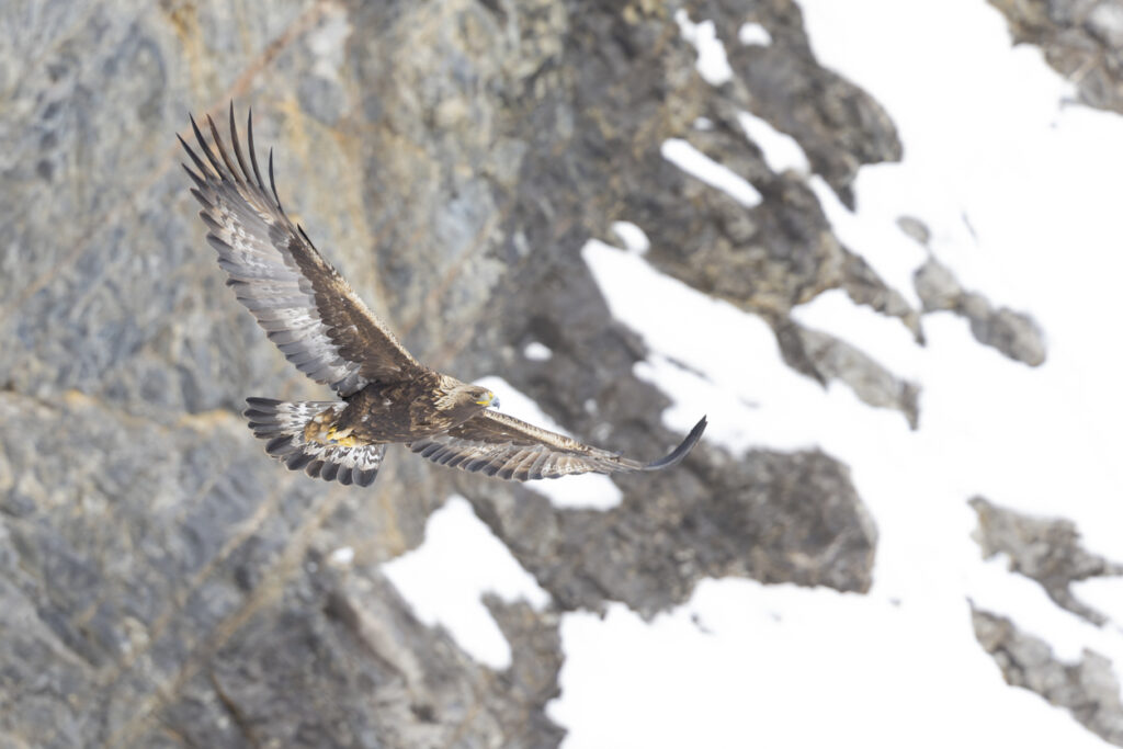 Large eagle flying in front of snowy mountains