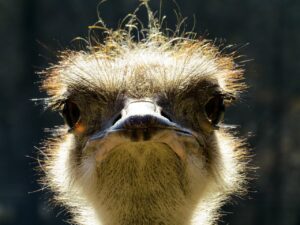 Vogel Strauß Blick