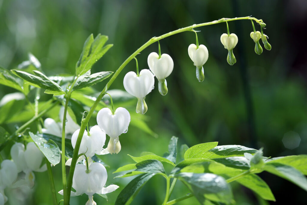 Lamprocapnos spectabilis, weiß