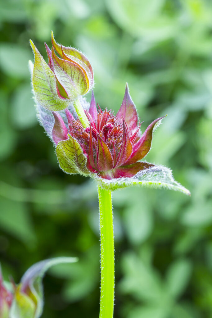 Scharlach-Monarde