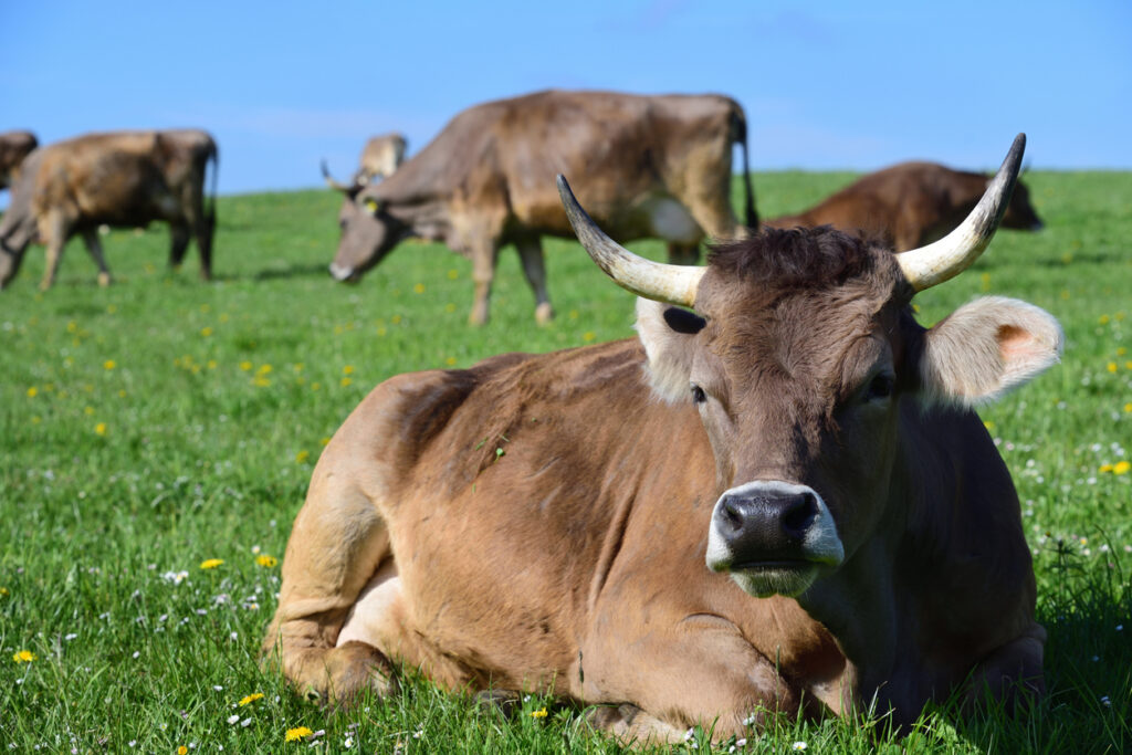 Stier auf Frühlingswiese