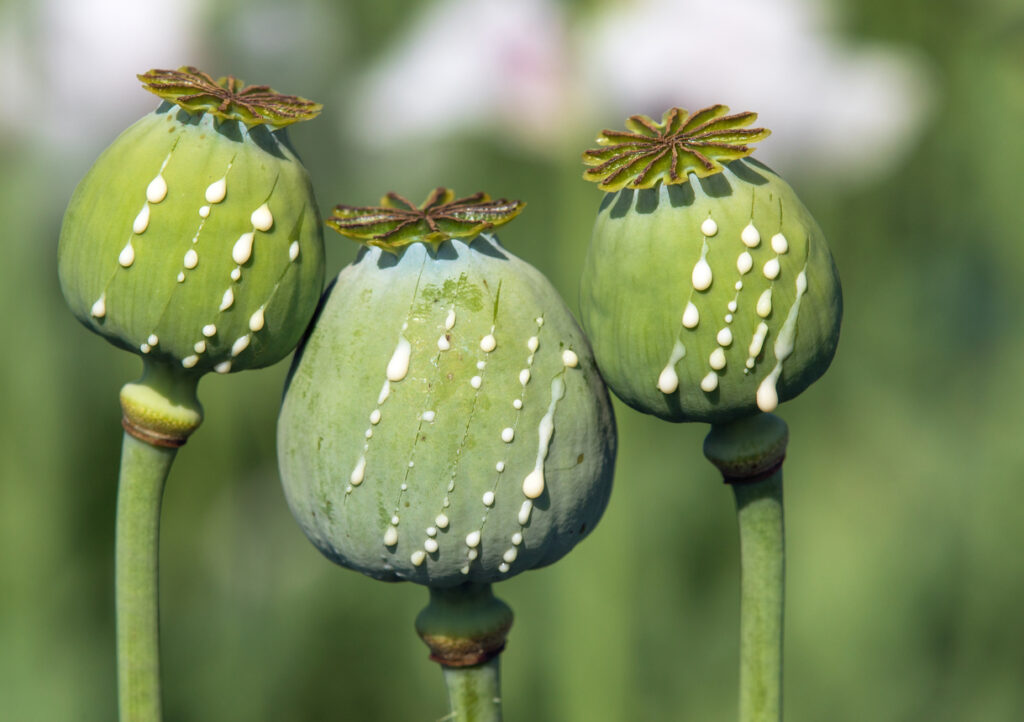 Schlafmohn, unreife Samenkapseln, aus denen durch Anritzen weißer Milchsaft fließt.