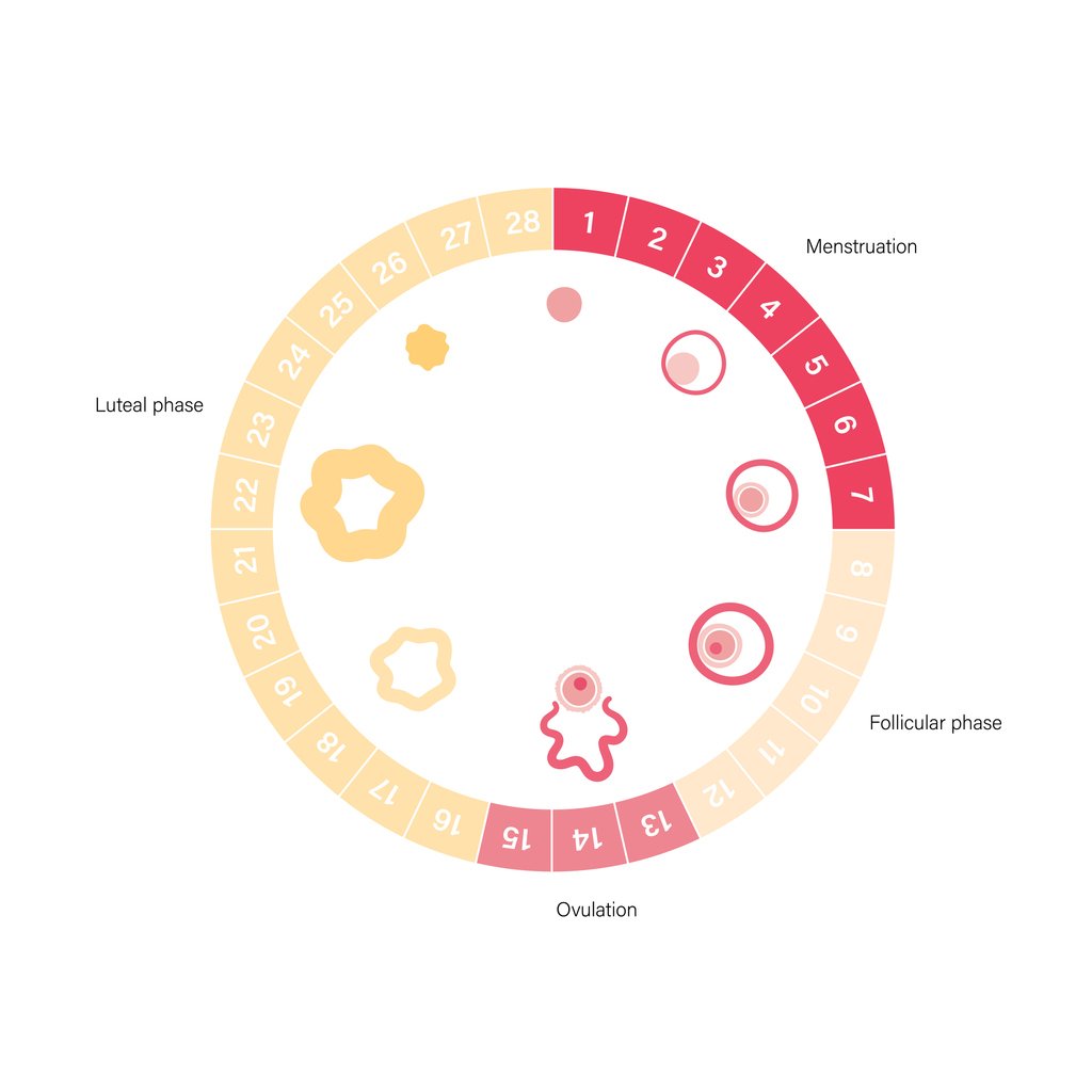 Menstrual cycle