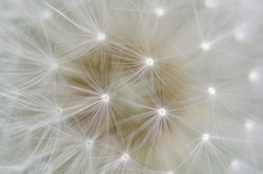Dandelion parachutes